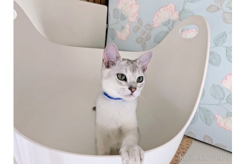 成約済の東京都のバーミラ-94975の5枚目